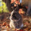 tofuthebunny